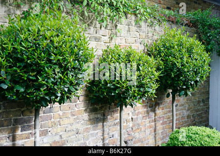 Baumform Lorbeer (Laurus Nobilis) in einem London-Garten in der Nähe von Kew Gardens Stockfoto