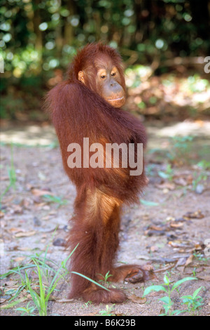 Bornean Orang-Utans (Pongo Pygmaeus) stehend rechts fast um Aufmerksamkeit Stockfoto