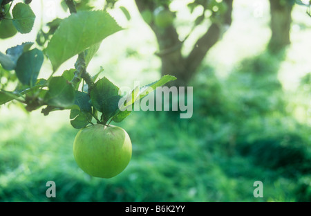 Nahaufnahme von reifer grüner Apfel mit roten Streifen auf Malus Sylvestris Domestica Baum mit mehr Baumstämme und Hintergrundbeleuchtung Rasen hinter Stockfoto