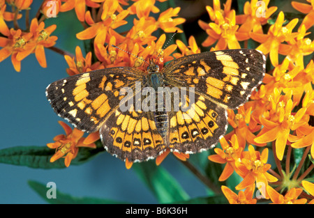 Silbrig Checkerspot Chlosyne Nykteis mounten Magazin State Park ARKANSAS USA 30 Juni Erwachsenen Nymphalinae Stockfoto