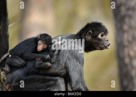 Kolumbianische Black Spider Monkey mit Baby auf Mütter zurück Ateles Fusciceps robustus Stockfoto
