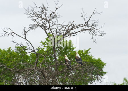 Afrikanischer Fischadler Adler paar paar zwei 2 Haliaeetus Vocifer sitzend auf AST Baum Südafrika Wald Ambiente Tierwelt w Stockfoto