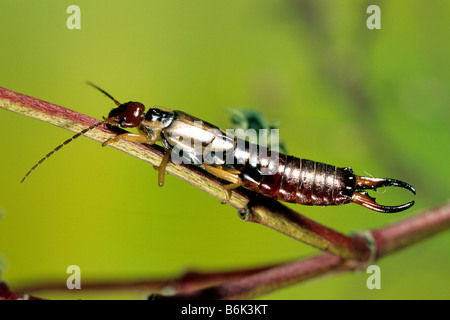 Gemeinsamen Ohrwurm (Forficula Auricularia), männliche auf Zweig Stockfoto