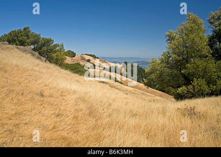 Kalifornien wiesen auf den sanften Hügeln des Mount Tamalpais mit San Francisco Bay in der Ferne Mount Tamalpias State Park Stockfoto