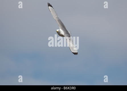 Ein Dreizehenmöwe (Rissa Tridactyla) fliegen. Stockfoto