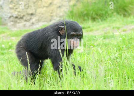 Nahaufnahme von einem niedlichen Schimpansen Pan troglodytes Stockfoto