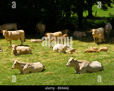 Herde von Charolais-Rinder im Südwesten Frankreich Europa Stockfoto