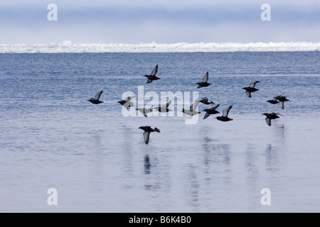 Taube Guillemot Cepphus Columba Herde durch eine offene Führung in das Packeis Tschuktschensee arktischen Küsten demDorf fliegen Stockfoto