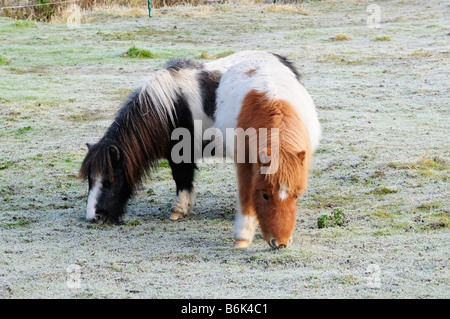 Zwei Ponys in einem frostigen Feld Stockfoto