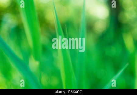 Impressionistische weiche grüne Blätter Sommer gemeinsame Schilf oder Phragmites Australis mit beleuchteten Hintergrund Stockfoto