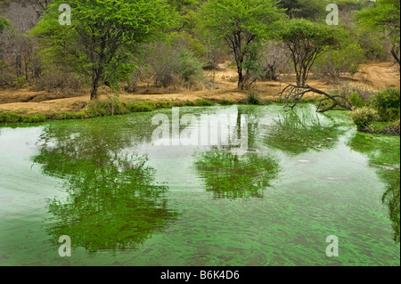 Wasserloch Buschland Busch IMPALAs Tierwelt Wilde grüne Kante Wasserloch Süd-Afrika Südafrika Landschaft Akazie Wasseroberfläche Stockfoto