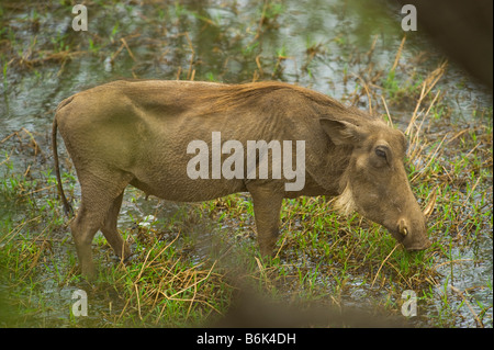 wild wild WARZENSCHWEIN Phacochoerus Aethiopicus Schwein Schwein-wie Grazer Rooter herumlaufen zu Fuß stehend im Wasser Wasserloch sout Stockfoto