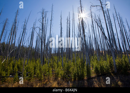 Regeneration von Bäumen, die Waldbrände in der Nähe von Dunraven Pass Yellowstone Nationalpark Wyoming USA verbrannt Stockfoto