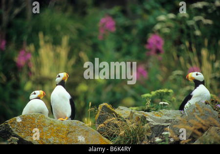 Gehörnte Papageientaucher, Cook Inlet, Alaska, Fratercula corniculata Stockfoto