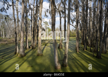 Die Sonne wirft Schatten der Sumpfzypresse am Audubon Swamp Garden von Magnolia Plantation in Charleston, South Carolina Stockfoto