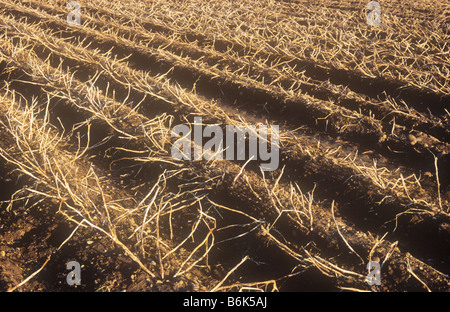 Detail im warmen Abendlicht der zerfurcht und runzelte Feld Kartoffeln gespritzt mit Schwefelsäure, Laub zu töten Stockfoto