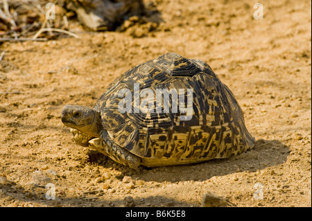 wilde Tierwelt Pantherschildkröte GEOCHELONE PARDALIS Reptil Schildkröte Tortuga Arten endemische Tier alte große schwere Porträt tel landen Stockfoto