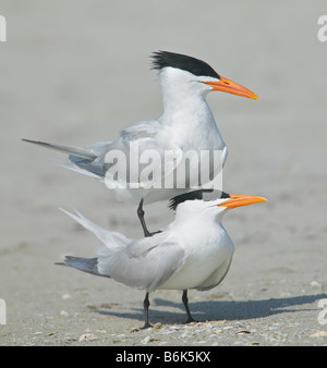 Zwei königliche Seeschwalben in Pre-Paarung Ritual mit stehenden männlichen auf die weibliche Rückseite Stockfoto