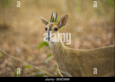 gemeinsamen DUIKER Sylvicapra Grimmia Antilope zu Fuß entlang der Süd-Afrika Südafrika Säugetier Afrika Busch Wald Tier Buschland pr Stockfoto