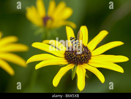Schwebfliege (Syrphus SP.) und eine gelbe Blume Stockfoto