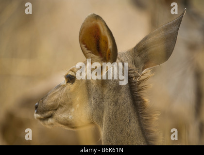 größere KUDU Antilope TRAGELAPHUS STREPSICEROS weibliche entlang Süd-Afrika Südafrika Säugetier Afrika Busch Wald anima Stockfoto