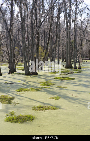 Die Sonne wirft Schatten der Sumpfzypresse am Audubon Swamp Garden von Magnolia Plantation in Charleston, South Carolina Stockfoto