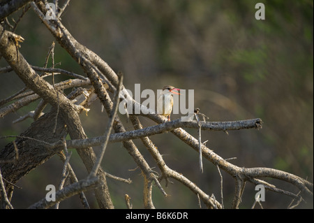 Braun mit Kapuze Kingfisher Halcyon Albiventris Vogel Halcyonidae südlichen Afrika auf Zweig einfarbigen Hintergrund sitzen am Wasser sitzen Stockfoto