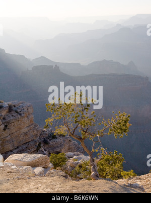 Morgenlicht filtert durch den Dunst in den Grand Canyon. Stockfoto