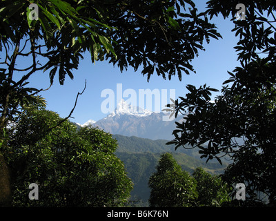 Machapuchare (Fishtail) Berg gesehen zwischen Pothana und Dhampus, Annapurna Ausläufern, Gandaki, Himalaya, Nepal, Asien Stockfoto