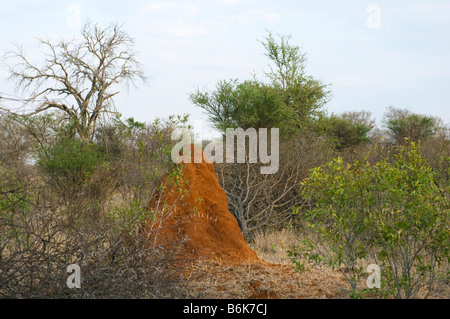 Ed Hügel Termite montieren Termitenhügel im Savannah Wald Busch Buschland Wildlife wild Südafrika Südafrika Busch Schornstein Stockfoto