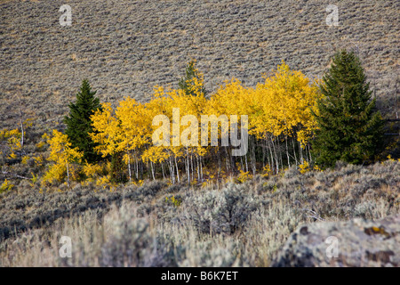 Espe Bäume im Herbst Farbe am Beartooth Scenic Byway, Montana, USA Stockfoto