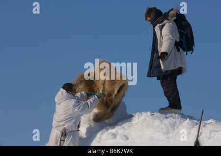 Man legt ein Braunbär verstecken auf dem Packeis zum draufsetzen und im Frühjahr Walfang-Saison Tschuktschensee warm halten Stockfoto