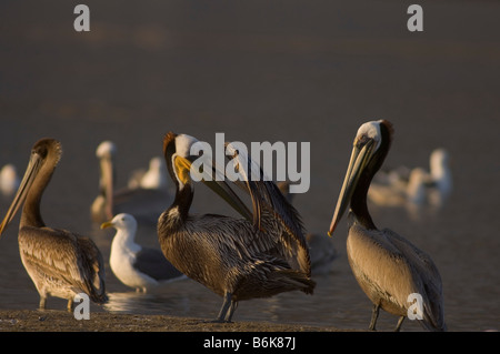 braune Pelikane Pelecanus Occidentalis Herde der Erwachsenen fliegen entlang einer Küste Strand in Südkalifornien Stockfoto