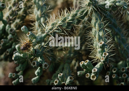 Close up Portrait of jumping cholla Stockfoto