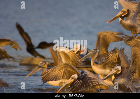 braune Pelikane Pelecanus Occidentalis Herde der Erwachsenen fliegen entlang einer Küste Strand in Südkalifornien Stockfoto