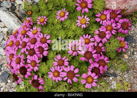 Waldheimia vgl. Glabra, Rolwaling-Tal auf etwa 4500 m, Nepal Stockfoto