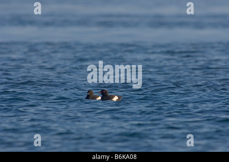 Taube Trottellummen Cepphus Columba schwimmen und Tauchen für die Fische in eine offene Führung in das Packeis Tschuktschensee Stockfoto