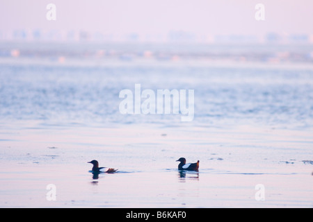 Taube Guillemot Cepphus Columba Herde schwimmen und Tauchen für die Fische in eine offene Führung in das Packeis Tschuktschensee abseits die Arktis Stockfoto