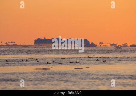 Taube Guillemot Cepphus Columba Herde schwimmen und Tauchen für die Fische in eine offene Führung in das Packeis Tschuktschensee abseits die Arktis Stockfoto