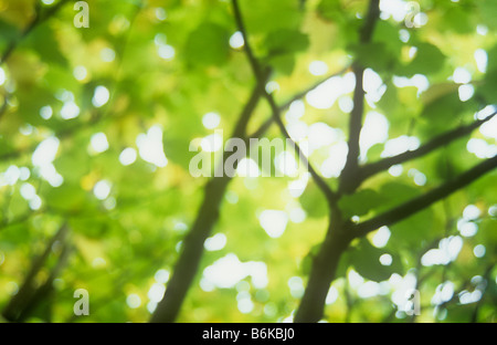 Impressionistischen Blick auf Zweigen und Frühherbst grüne und gelbe Blätter von gemeinsamen Hasel oder Corylus Avellana Busch Stockfoto