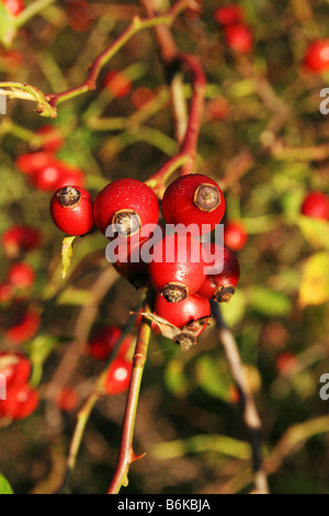Weißdorn ist eine Art von wilden Kleinbaum mit Dornen, weißen oder rosa Blüten im Frühjahr und kleine rote Früchte im Herbst. Stockfoto