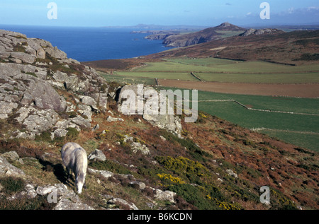 Wilde Ponys Weiden auf Carn Llidi Pembrokeshire Coast National Park Wales UK Europe Stockfoto