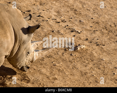 Nashorn-Kopfschuss von oben in den biblischen Zoo Jerusalem, Stockfoto