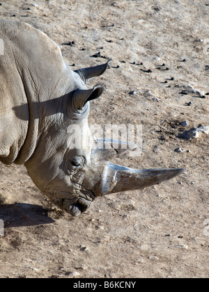 Nashorn-Kopfschuss von oben in den biblischen Zoo Jerusalem, Stockfoto