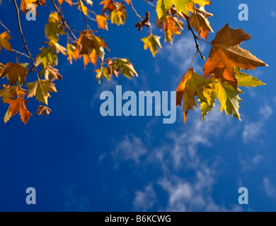 grün-braun und gelb leafs gegen blauen Wolkenhimmel Stockfoto