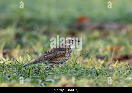 Rotdrossel Turdus Iliacus Fütterung auf Erden Ashwell Hertfordshire Stockfoto