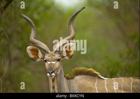 wild wild größere KUDU Antilope TRAGELAPHUS STREPSICEROS Bock mit spiralförmigen Spirale Horn männlichen Südafrika also entlang Stockfoto