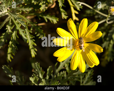 Gelbe Blume Biene Natur Chrysanthemum Coronarium Biene auf einer Blüte Stockfoto