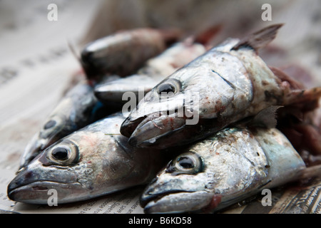 Eine Nahaufnahme der frisch gefangenen Makrelen Köpfe, Portsmouth, Hampshire, England. Stockfoto