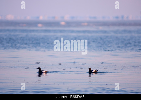 Taube Guillemot Cepphus Columba Herde schwimmen und Tauchen für die Fische in eine offene Führung in das Packeis Tschuktschensee Stockfoto